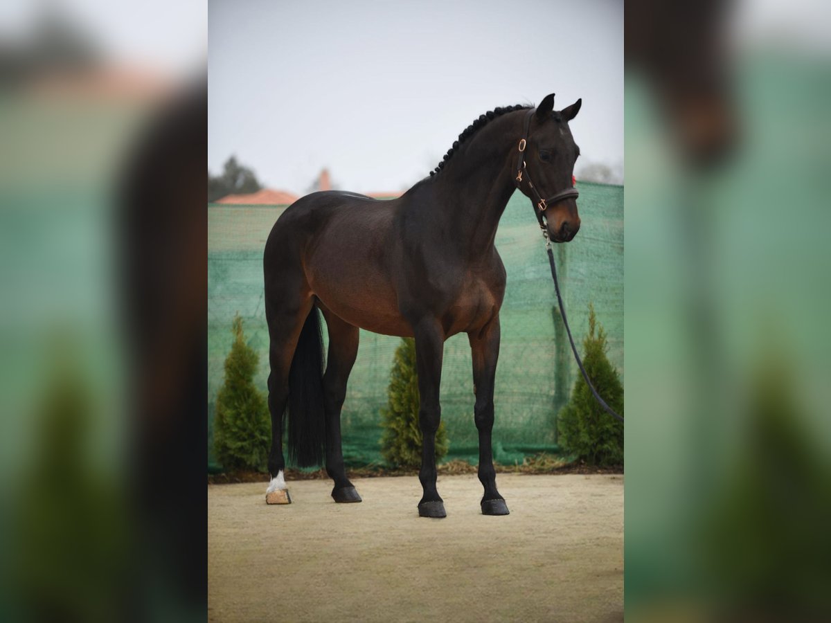 KWPN Merrie 9 Jaar 170 cm Roodbruin in Snina