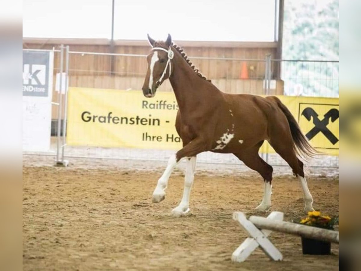 KWPN Merrie 9 Jaar 170 cm Vos in Lassing