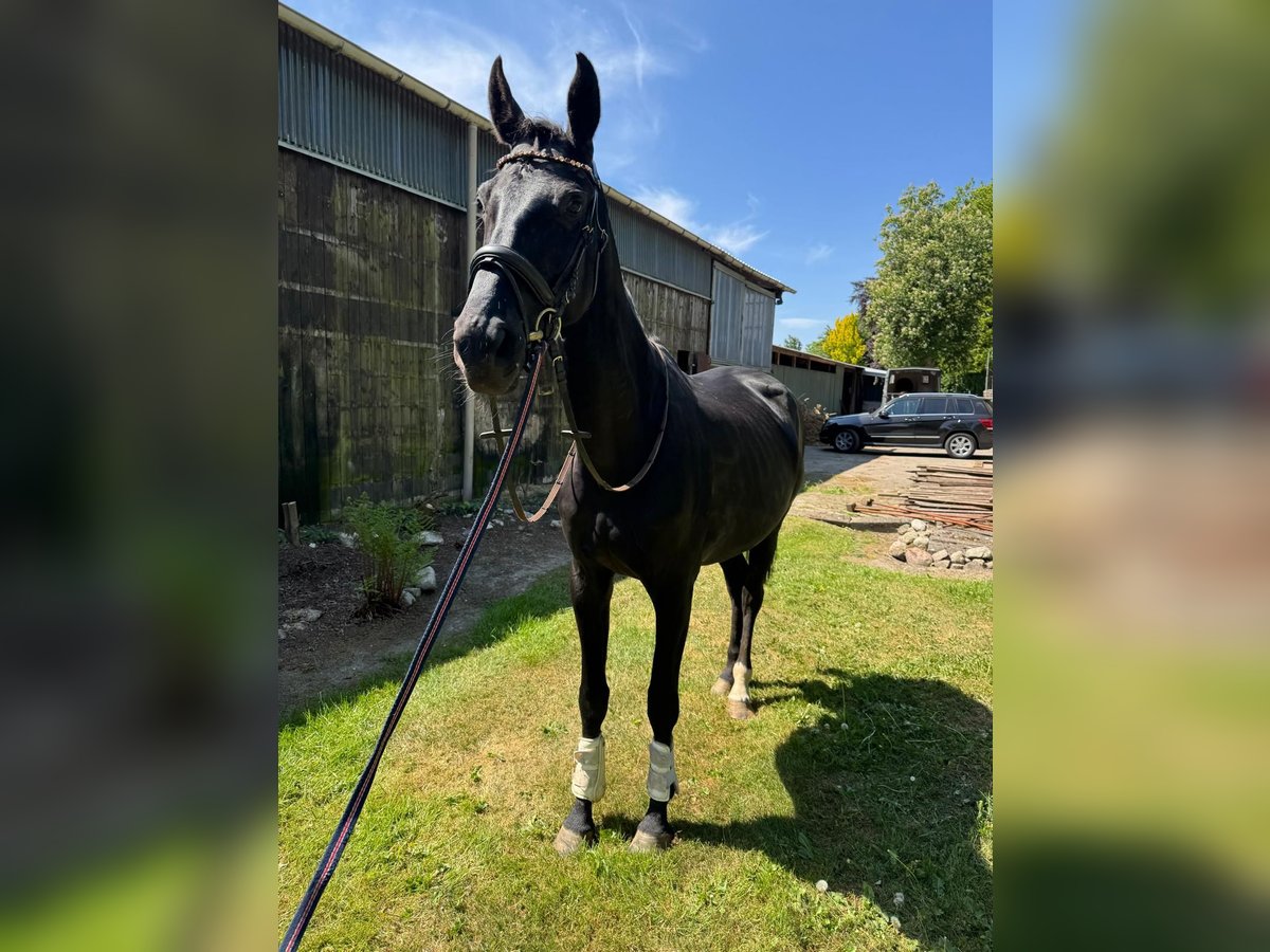 KWPN Merrie 9 Jaar 170 cm Zwart in Gyula