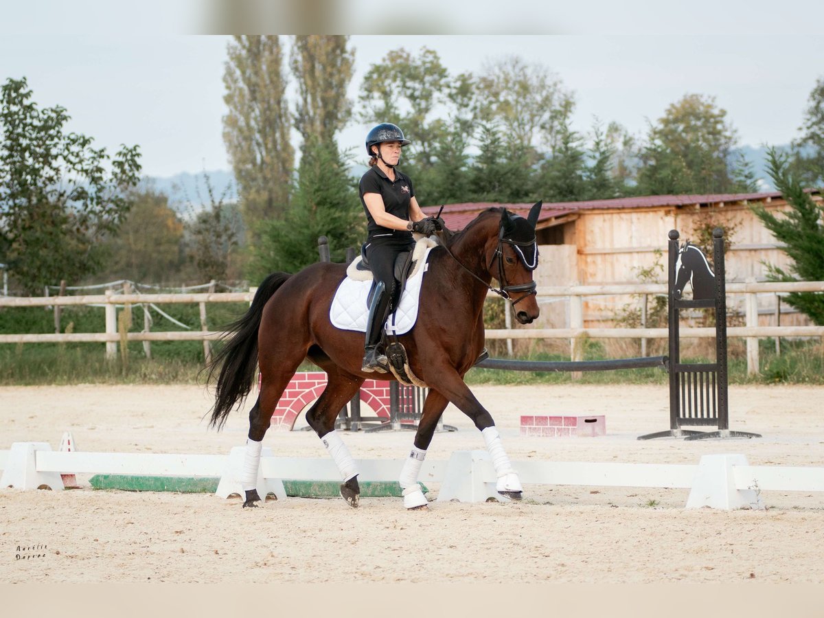 KWPN Merrie 9 Jaar 172 cm Bruin in Ornacieux