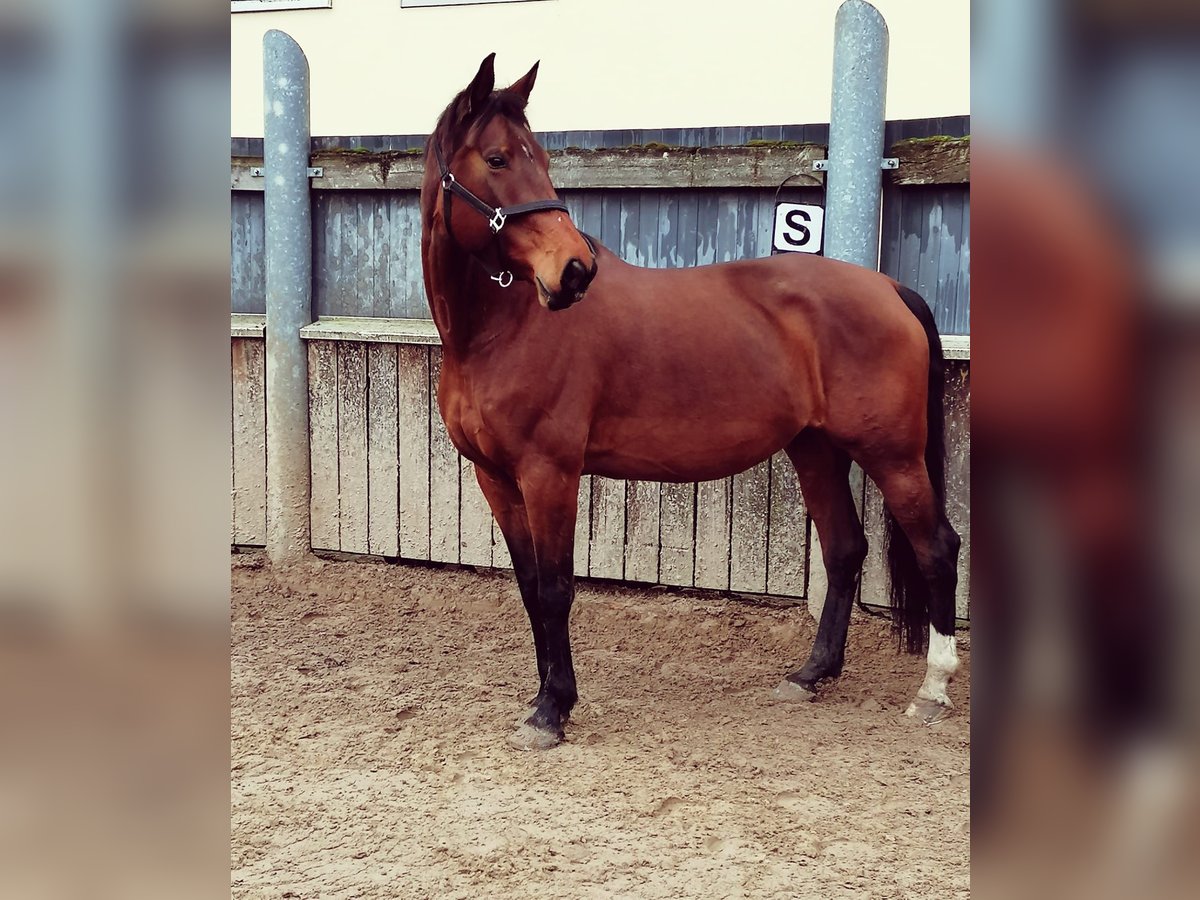 KWPN Merrie 9 Jaar 173 cm Bruin in ReimershagenG&#xFC;lzow