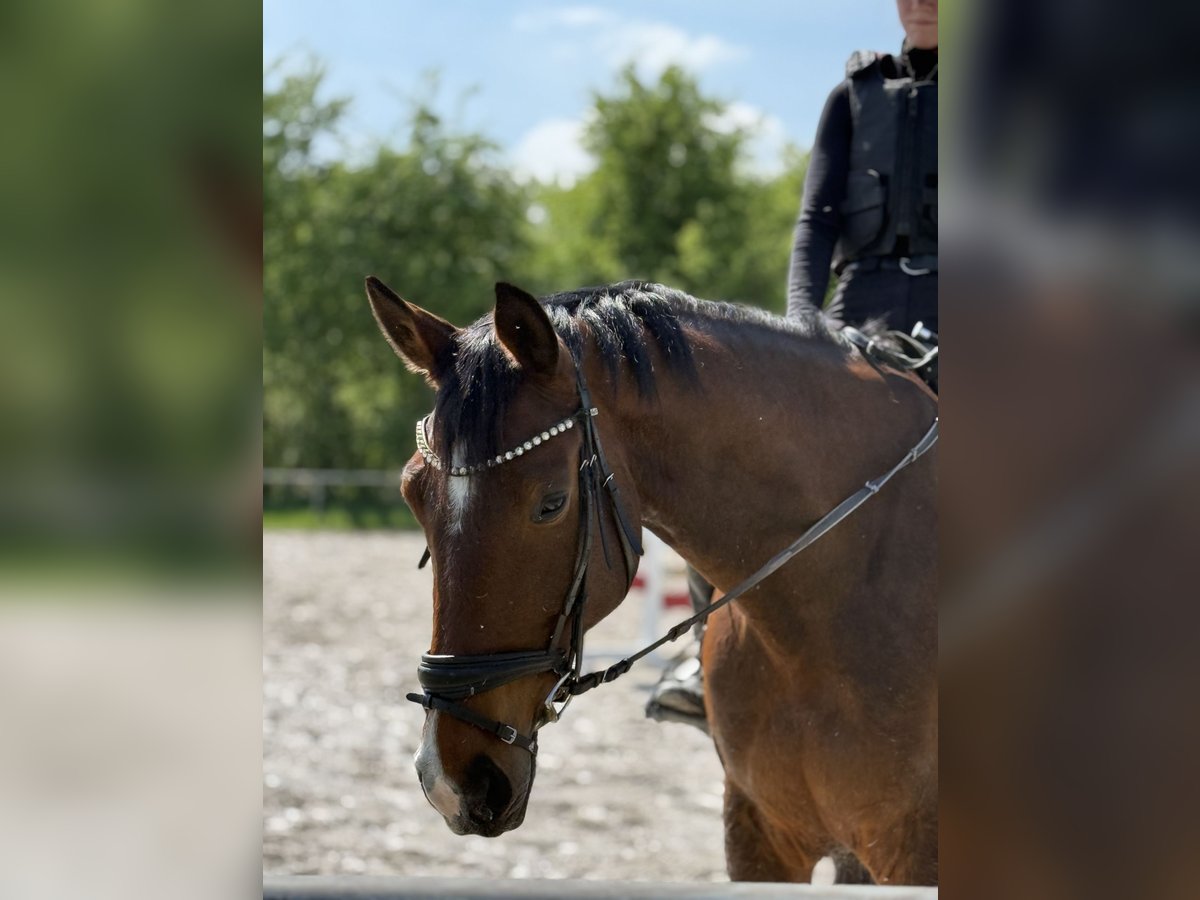 KWPN Merrie 9 Jaar 175 cm Bruin in Grevenbroich