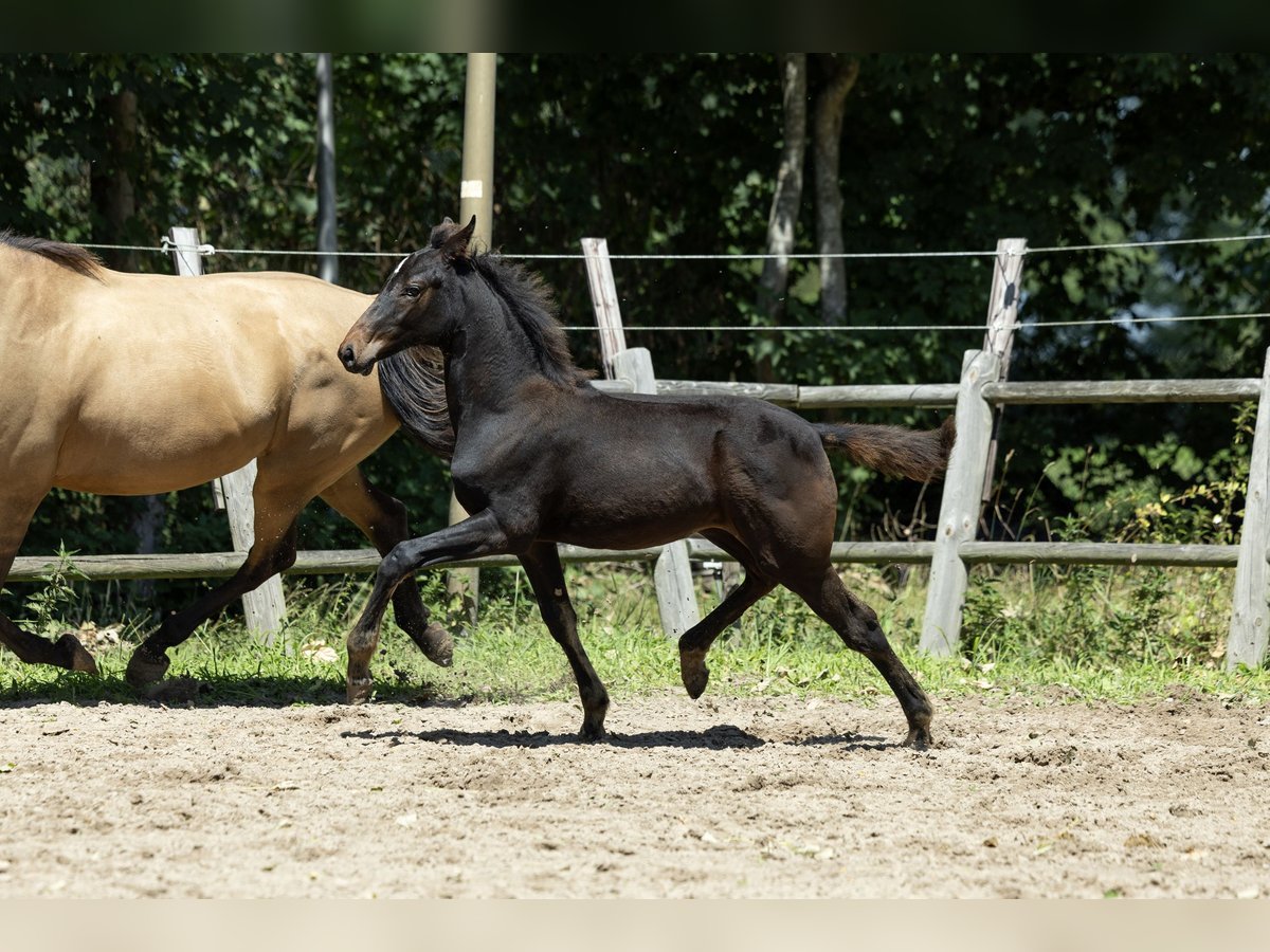 KWPN Merrie Veulen (03/2025) 165 cm Bruin in Ulicoten
