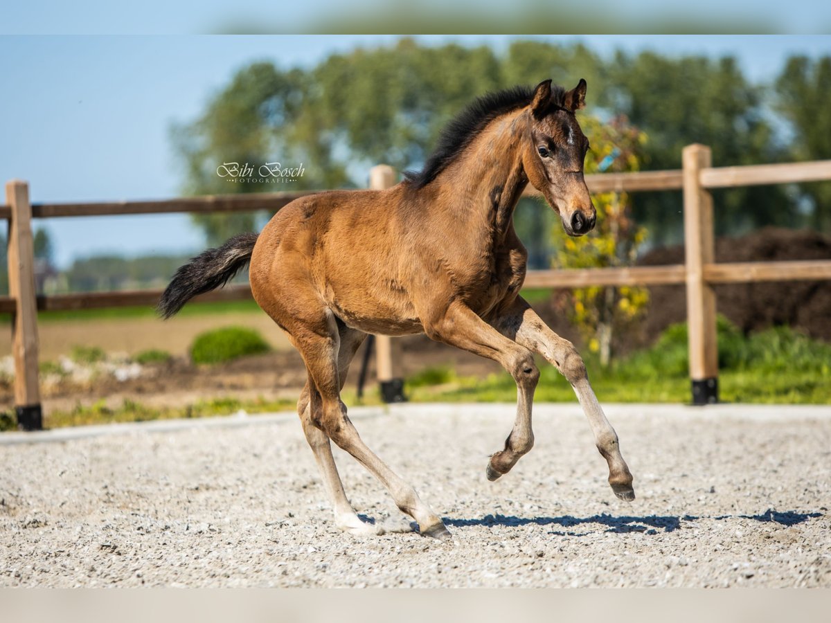 KWPN Merrie  168 cm Bruin in Nuland