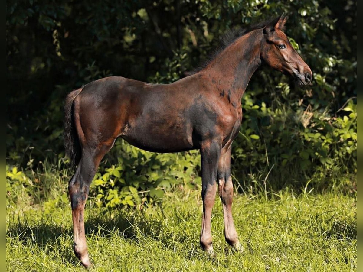 KWPN Merrie veulen (04/2024) 168 cm Donkerbruin in AalteN