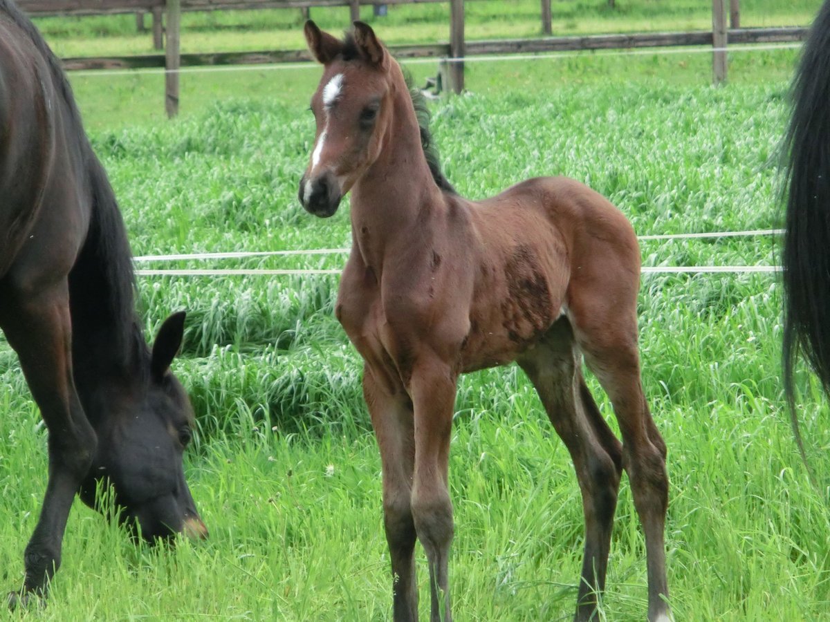 KWPN Merrie veulen (04/2024) 170 cm Zwartbruin in Nederwetten