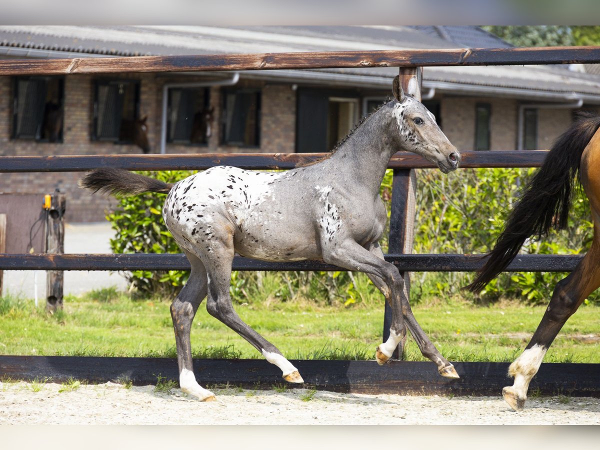 KWPN Merrie Veulen (04/2025) Appaloosa in Waddinxveen