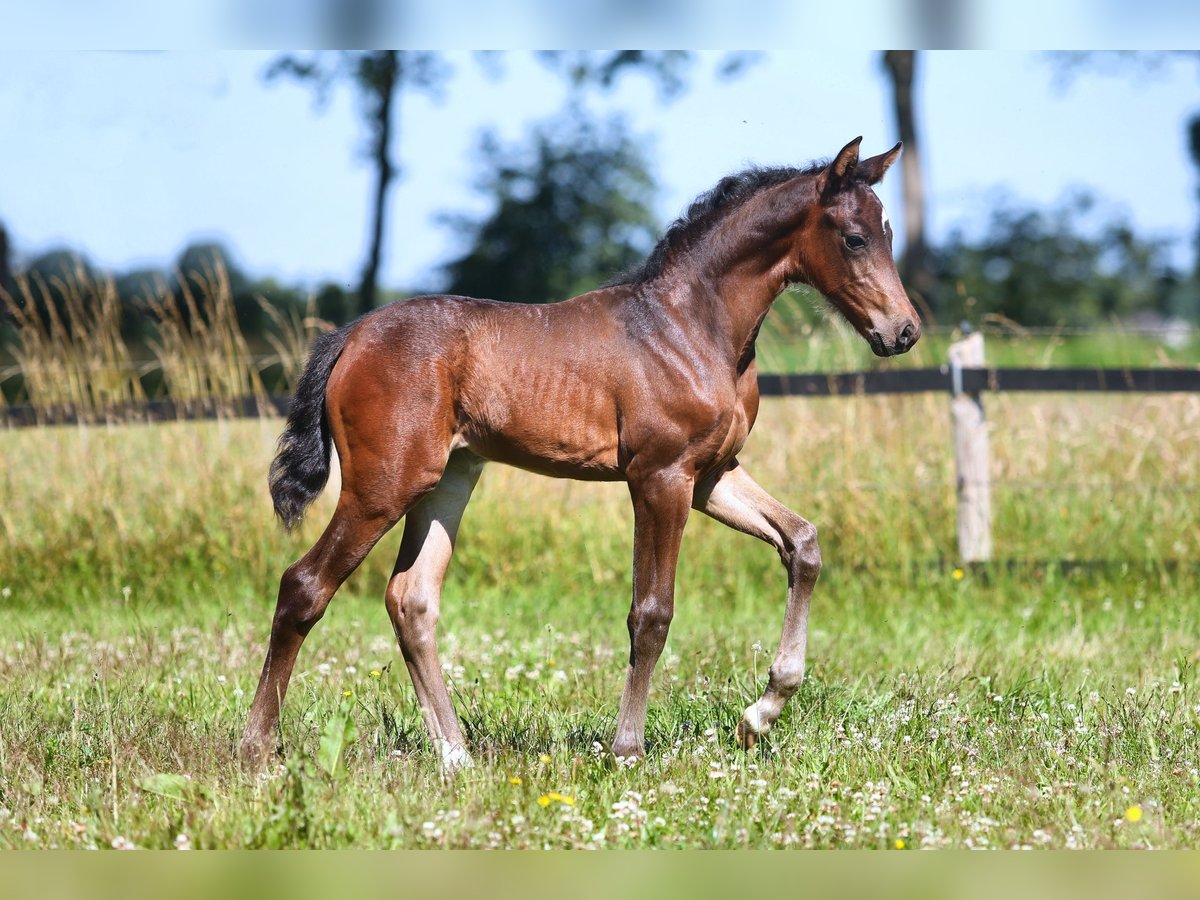 KWPN Merrie veulen (06/2024) Bruin in Mussel