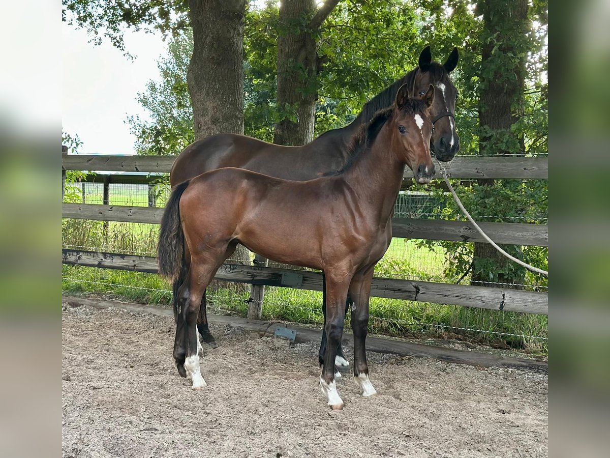 KWPN Merrie Veulen (03/2025) Bruin in Slagharen