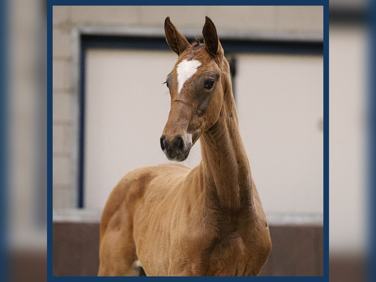 KWPN Merrie veulen (05/2024) Bruin in Gieten