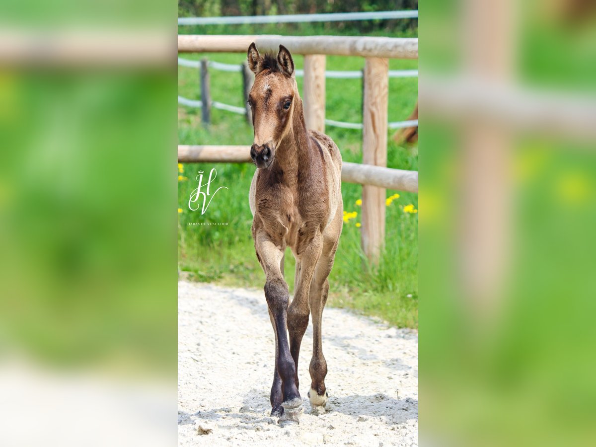 KWPN Merrie  Buckskin in Marly-sous-Issy