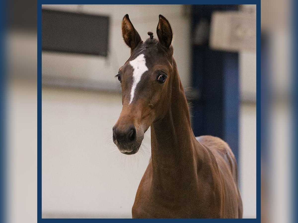 KWPN Merrie veulen (03/2024) Donkerbruin in Gieten