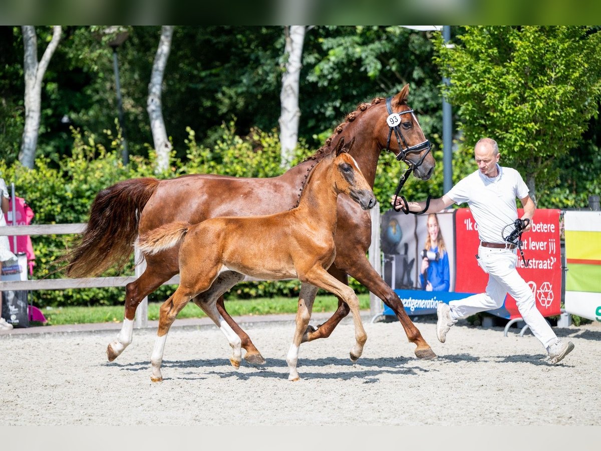 KWPN Merrie Veulen (04/2025) Donkere-vos in Nieuw-Roden
