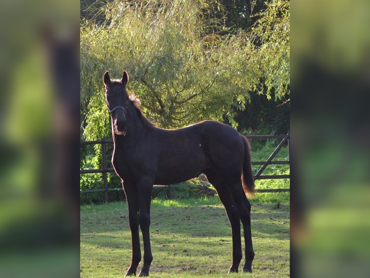 KWPN Merrie Veulen (05/2025) Zwart in Ankeveen