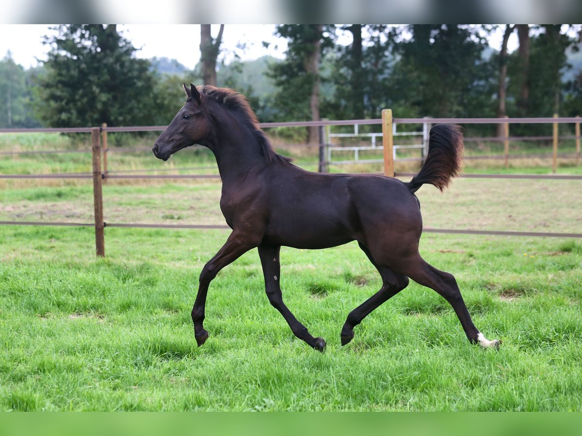 KWPN Merrie veulen (04/2024) Zwartbruin in De Groeve