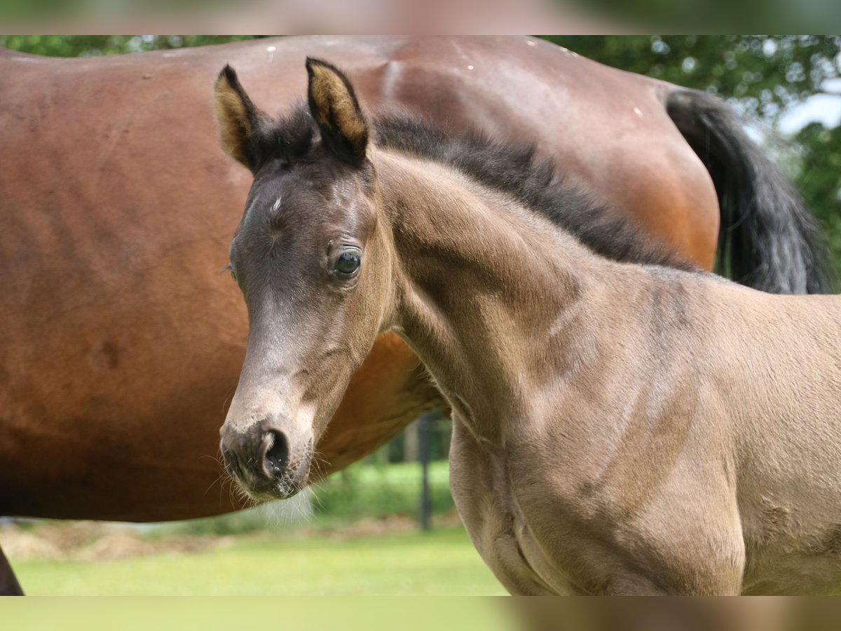 KWPN Merrie veulen (06/2024) Zwartbruin in Ospel