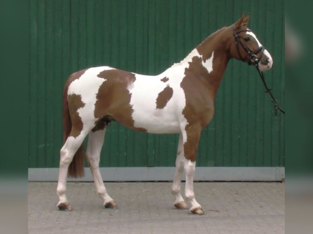 KWPN Ogier 15 lat 165 cm Srokata in Sassen-Trantow