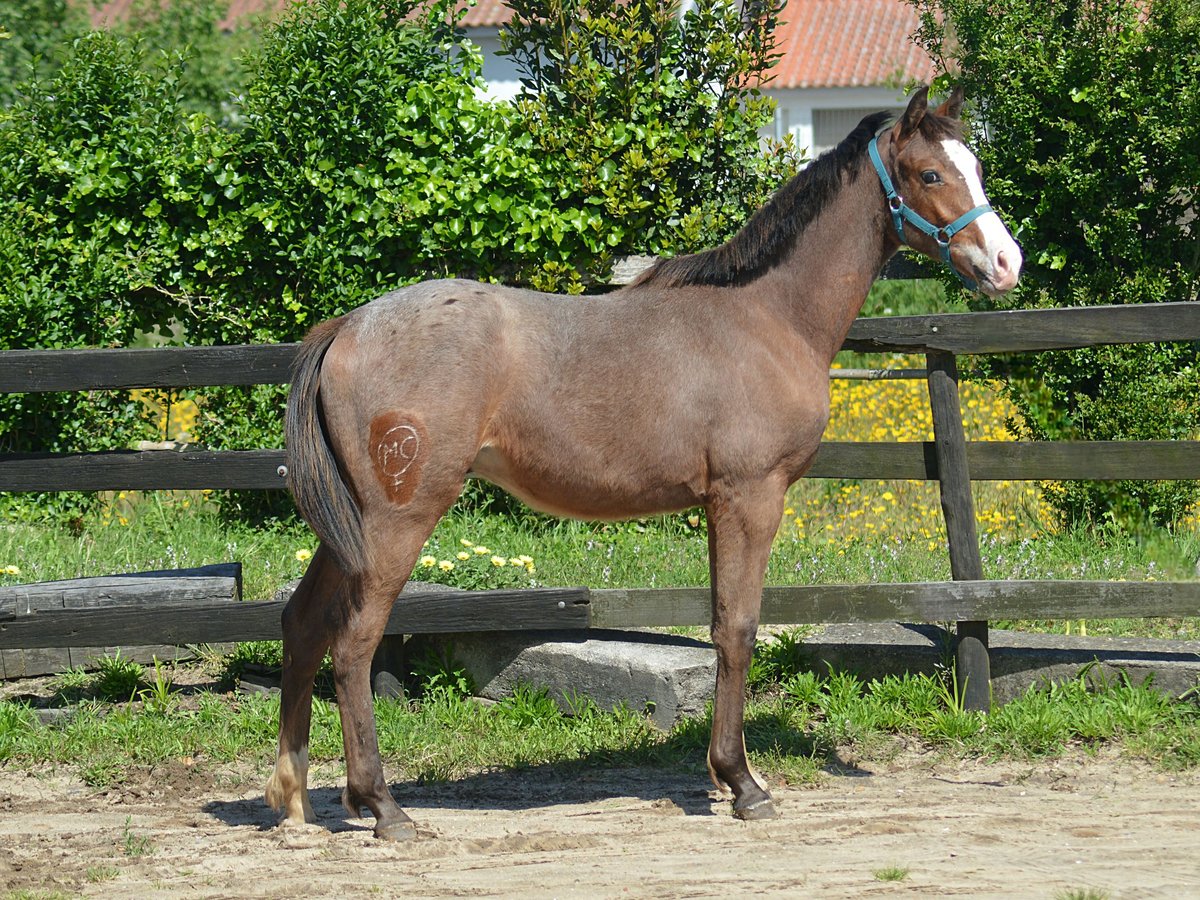 KWPN Ogier 1 Rok 170 cm Tarantowata in Murtosa