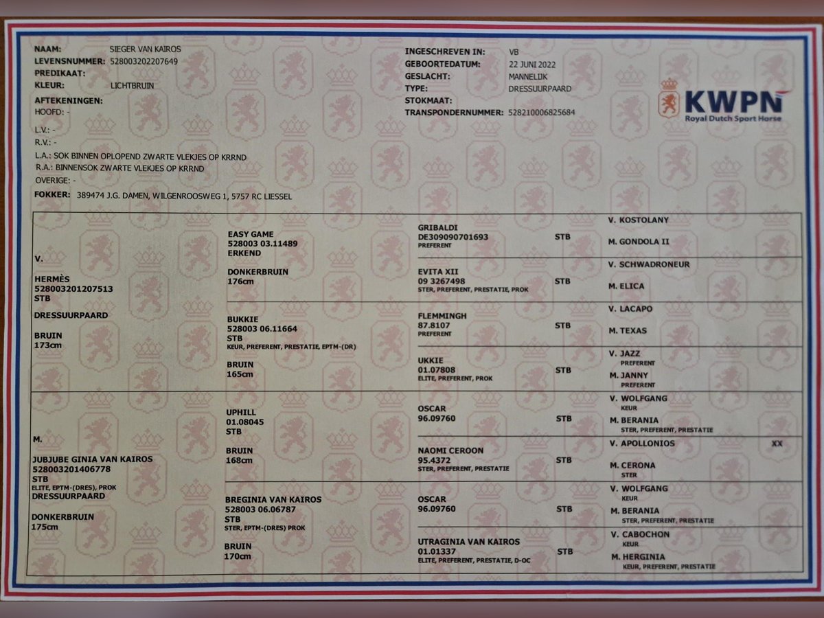 KWPN Ogier 2 lat 170 cm Ciemnogniada in Estrada, A (Casco Urbano)