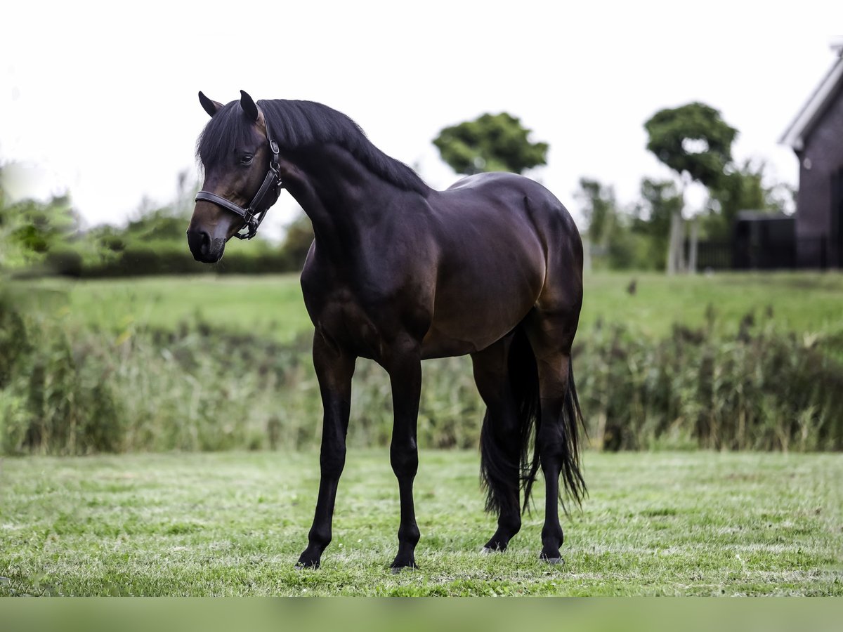 KWPN Ogier 3 lat 168 cm Ciemnogniada in Werkendam