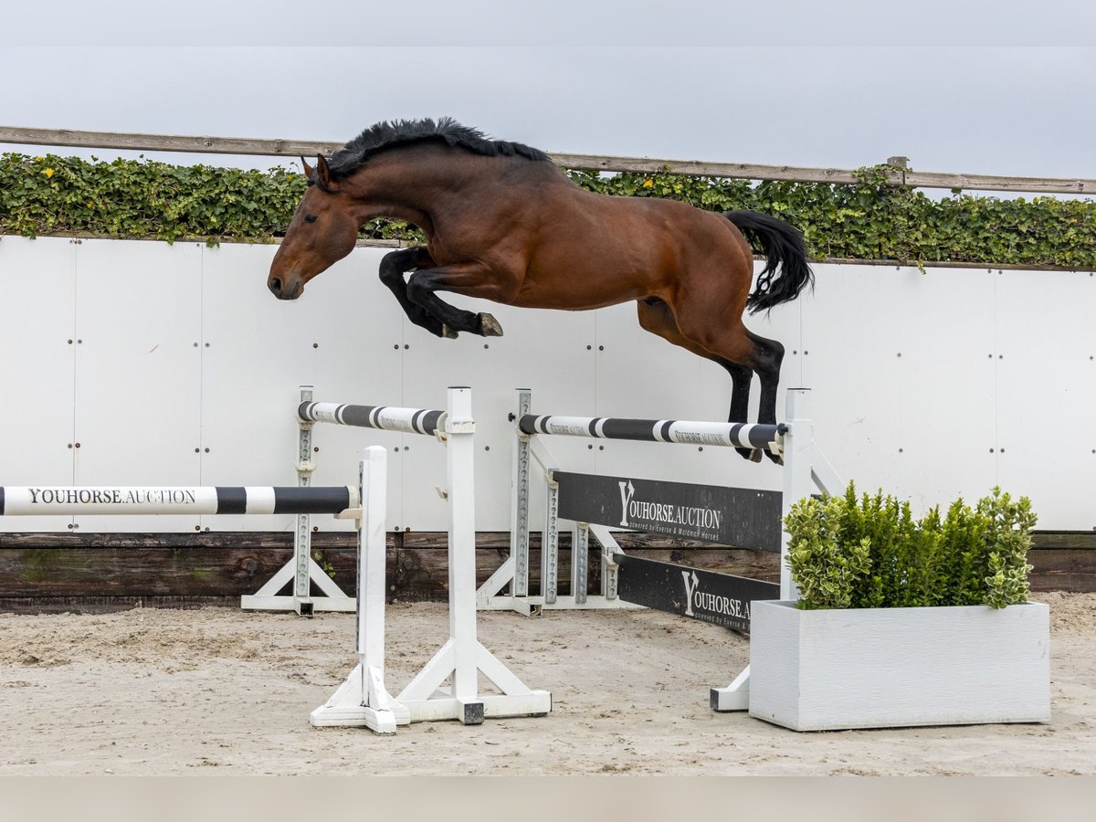 KWPN Ogier 4 lat 165 cm Gniada in Waddinxveen