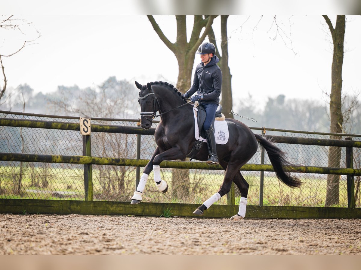 KWPN Ogier 4 lat 168 cm Kara in Nispen