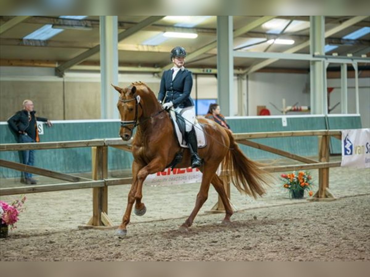 KWPN Ogier 4 lat 170 cm Kasztanowata in Weteringbrug