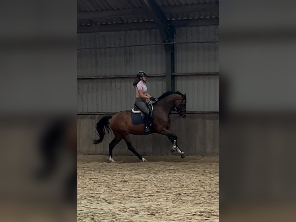 KWPN Ogier 6 lat 172 cm Ciemnogniada in Grolloo