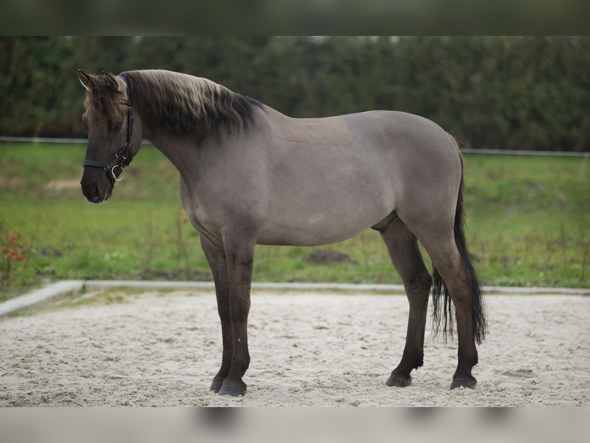 KWPN Mix Ogier in Warmenhuizen