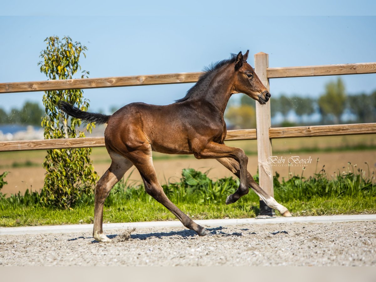 KWPN Ogier  170 cm Ciemnogniada in Nuland
