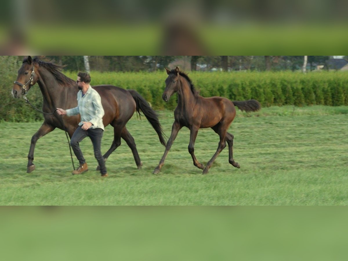 KWPN Ogier Źrebak (05/2025) 172 cm Skarogniada in Diessen