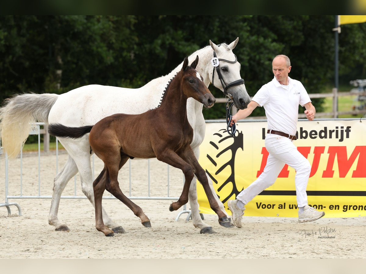 KWPN Ogier Źrebak (05/2024) Siwa in Oostwold