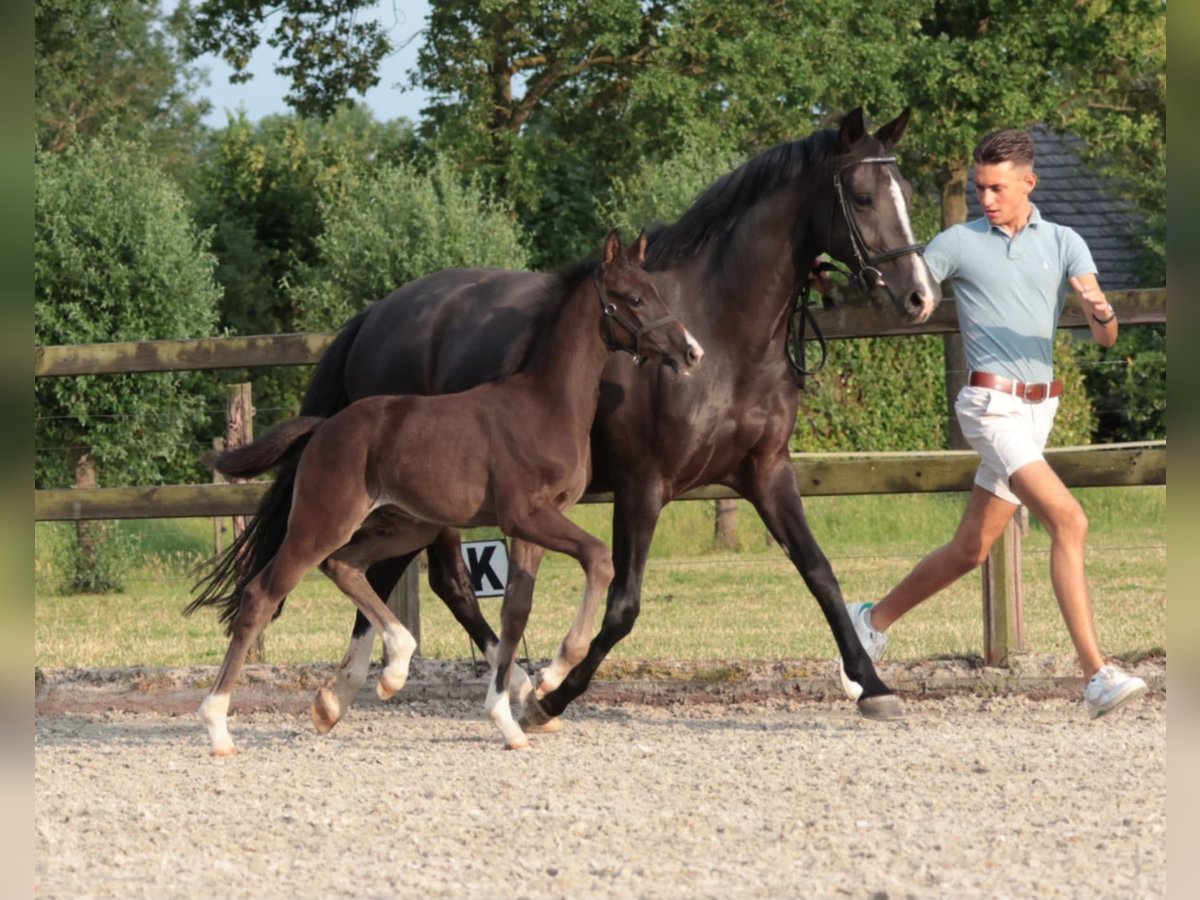 KWPN Ogier Źrebak (05/2025) Skarogniada in Ottersum