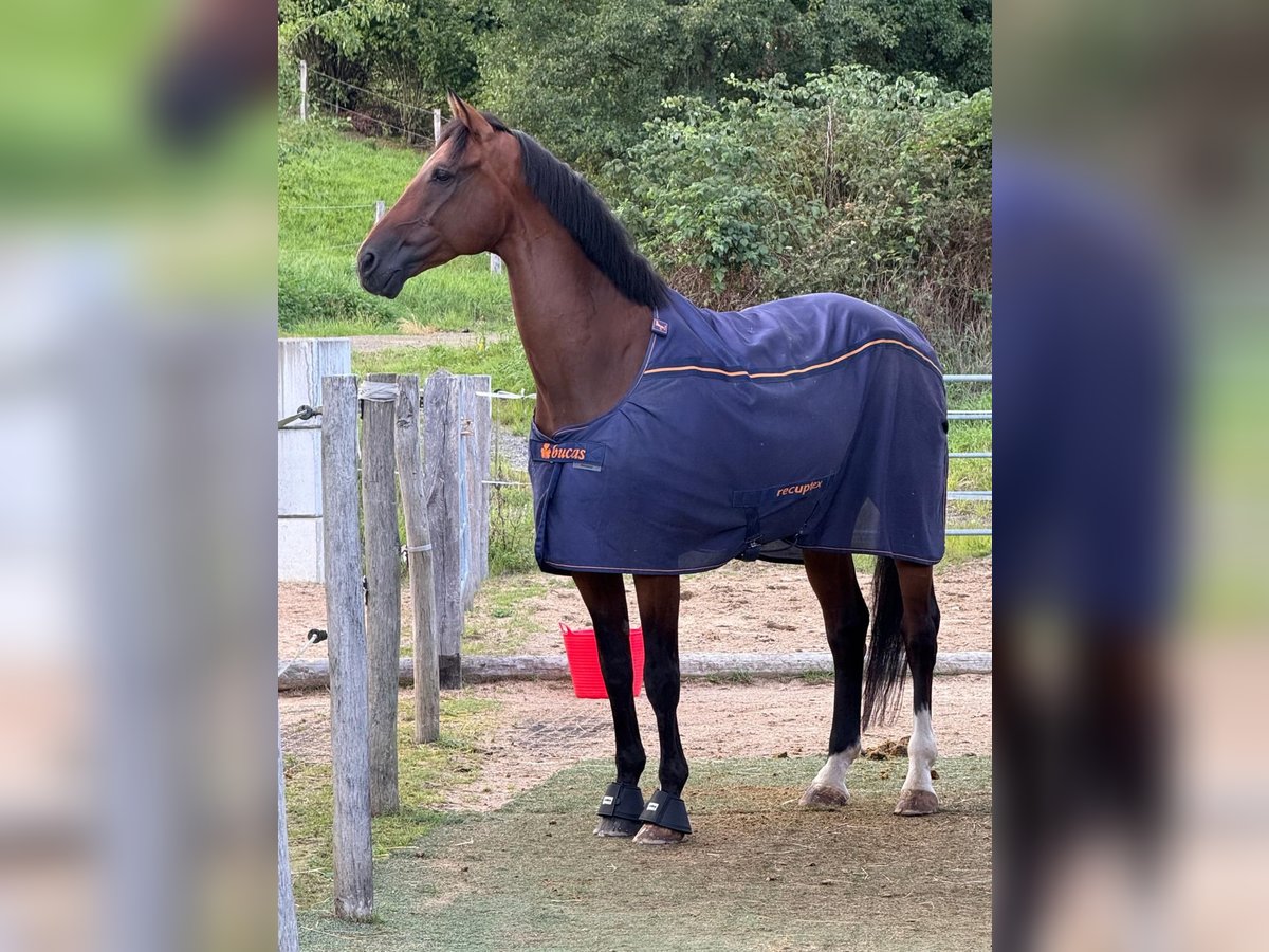 KWPN Ruin 10 Jaar 170 cm Bruin in Freudenberg