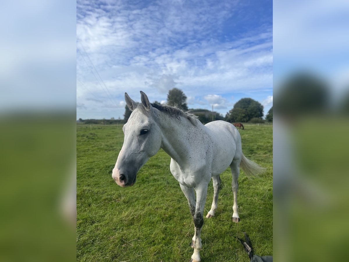 KWPN Ruin 10 Jaar 175 cm Schimmel in Garding