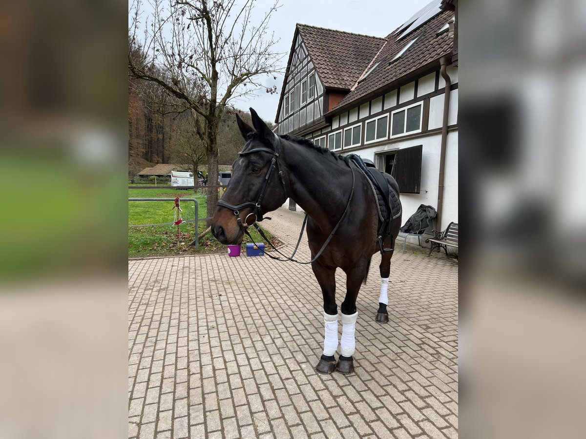 KWPN Ruin 12 Jaar 173 cm Zwartbruin in Käshofen