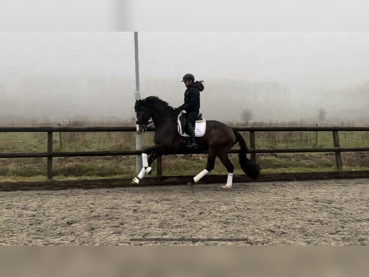 KWPN Ruin 12 Jaar 175 cm Bruin in Purmerend