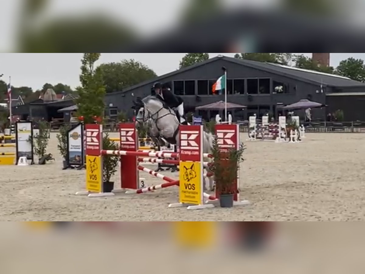 KWPN Ruin 12 Jaar 175 cm Schimmel in Meijel