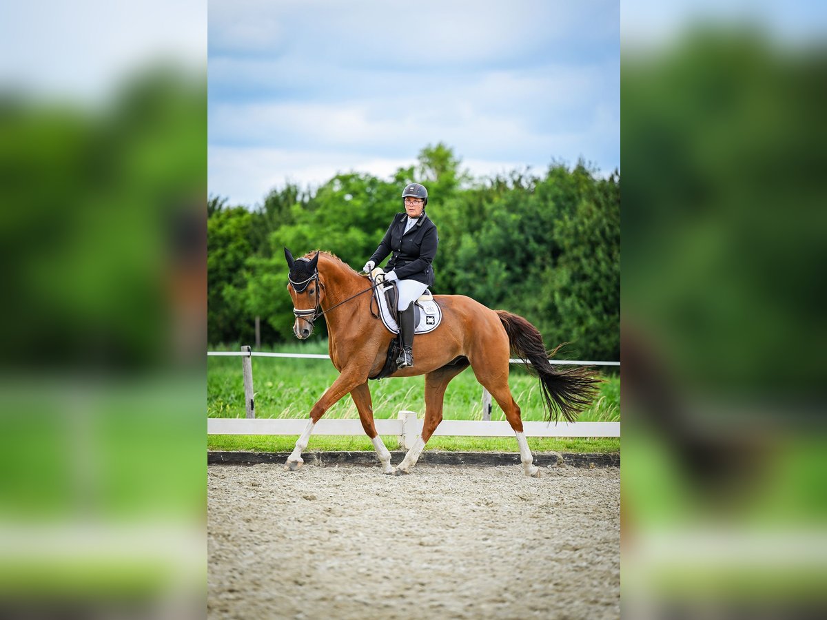 KWPN Ruin 12 Jaar 179 cm Vos in Den Bommel