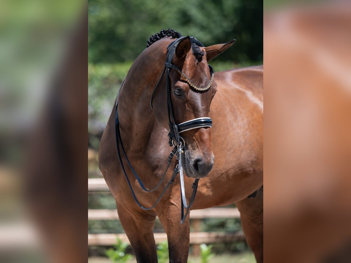 KWPN Ruin 13 Jaar 175 cm Bruin in Susteren