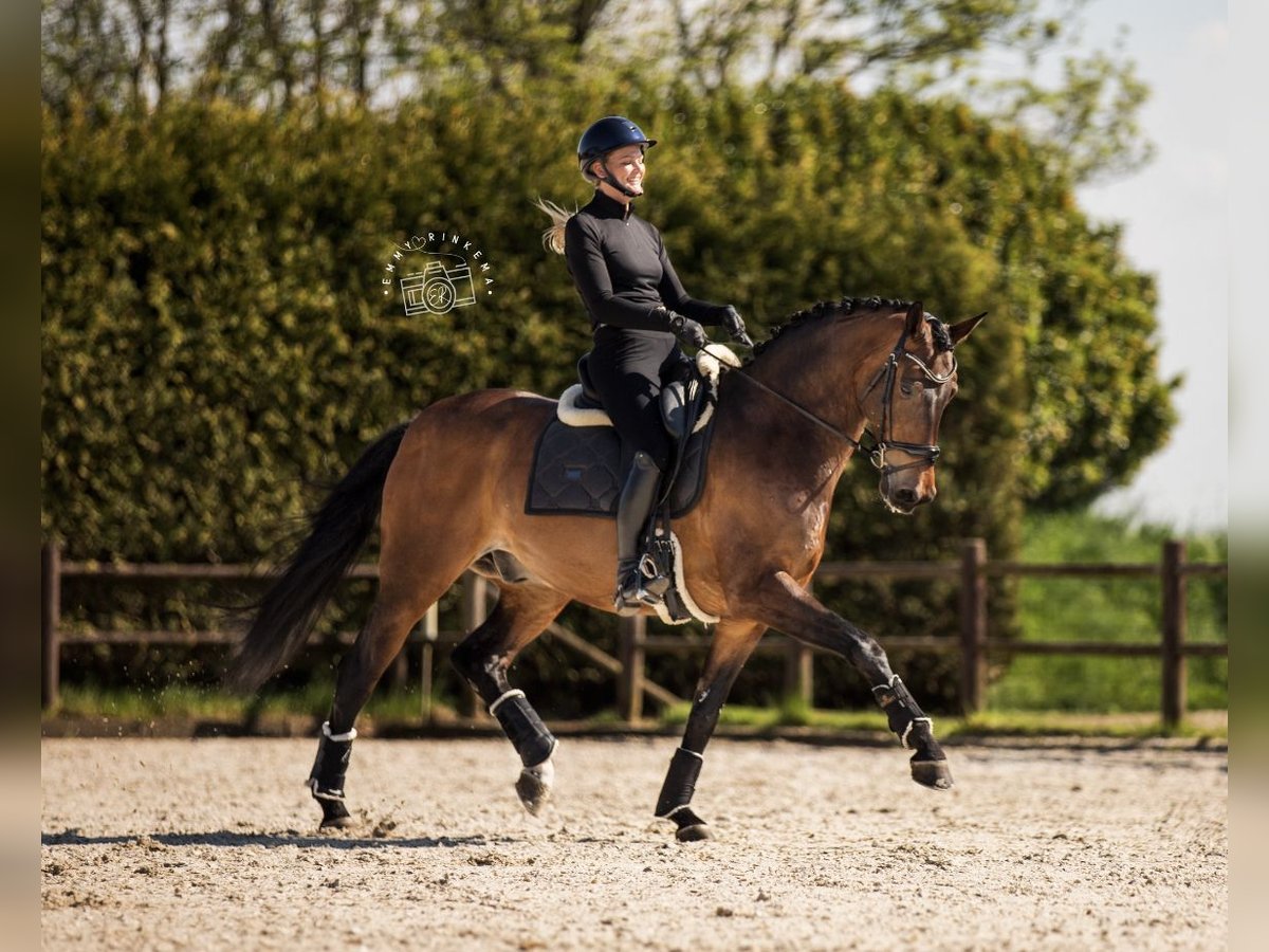 KWPN Ruin 14 Jaar 168 cm Bruin in Wergea