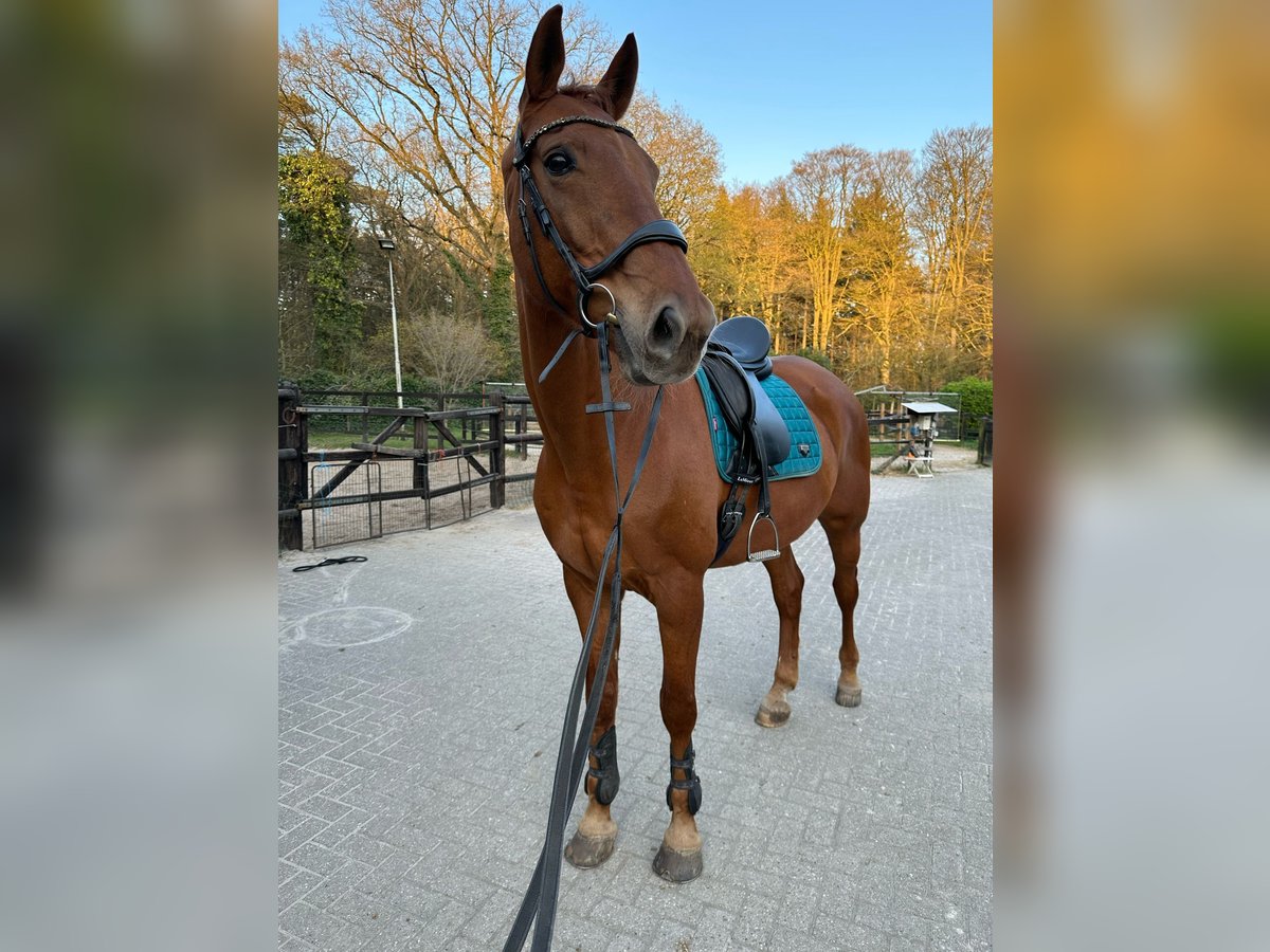 KWPN Ruin 15 Jaar 180 cm Vos in Utrecht