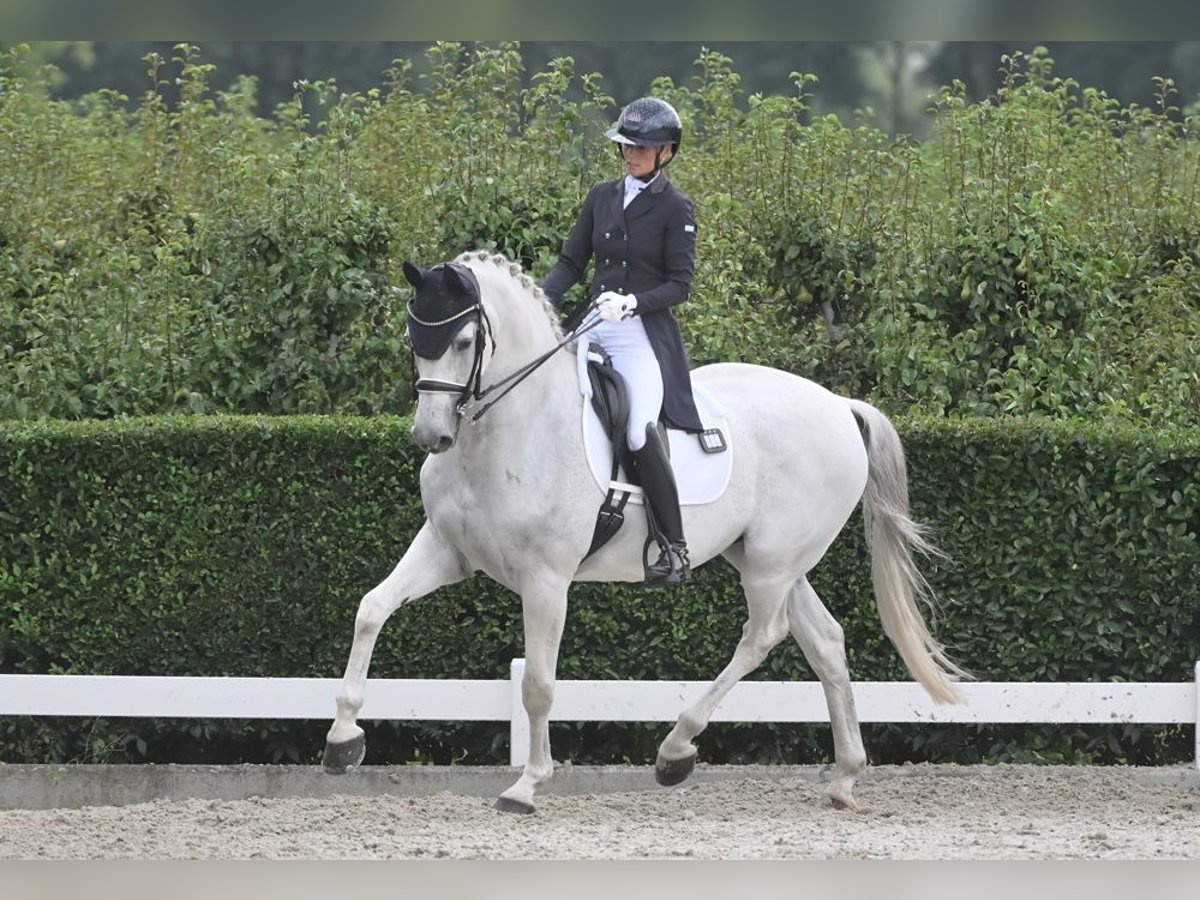 KWPN Ruin 16 Jaar 170 cm Schimmel in Heeswijk-Dinther