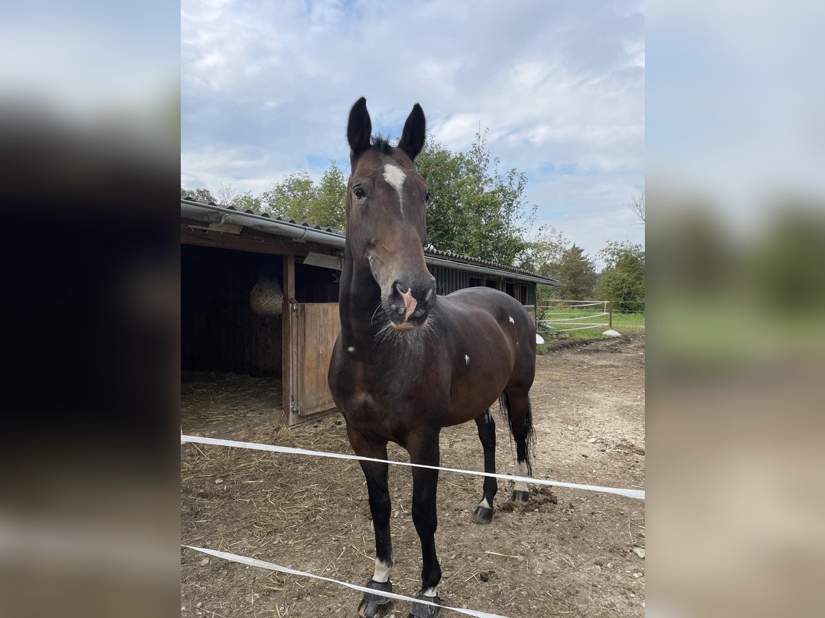 KWPN Ruin 18 Jaar 170 cm Donkerbruin in Lambach