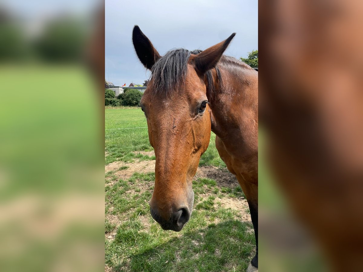 KWPN Ruin 18 Jaar 176 cm Bruin in Neustadt am R&#xFC;benberge