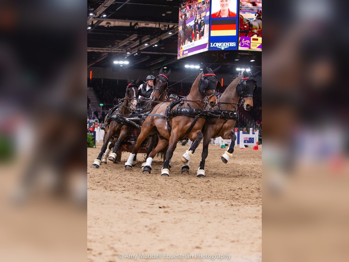 KWPN Ruin 20 Jaar 161 cm Bruin in Negernbötel