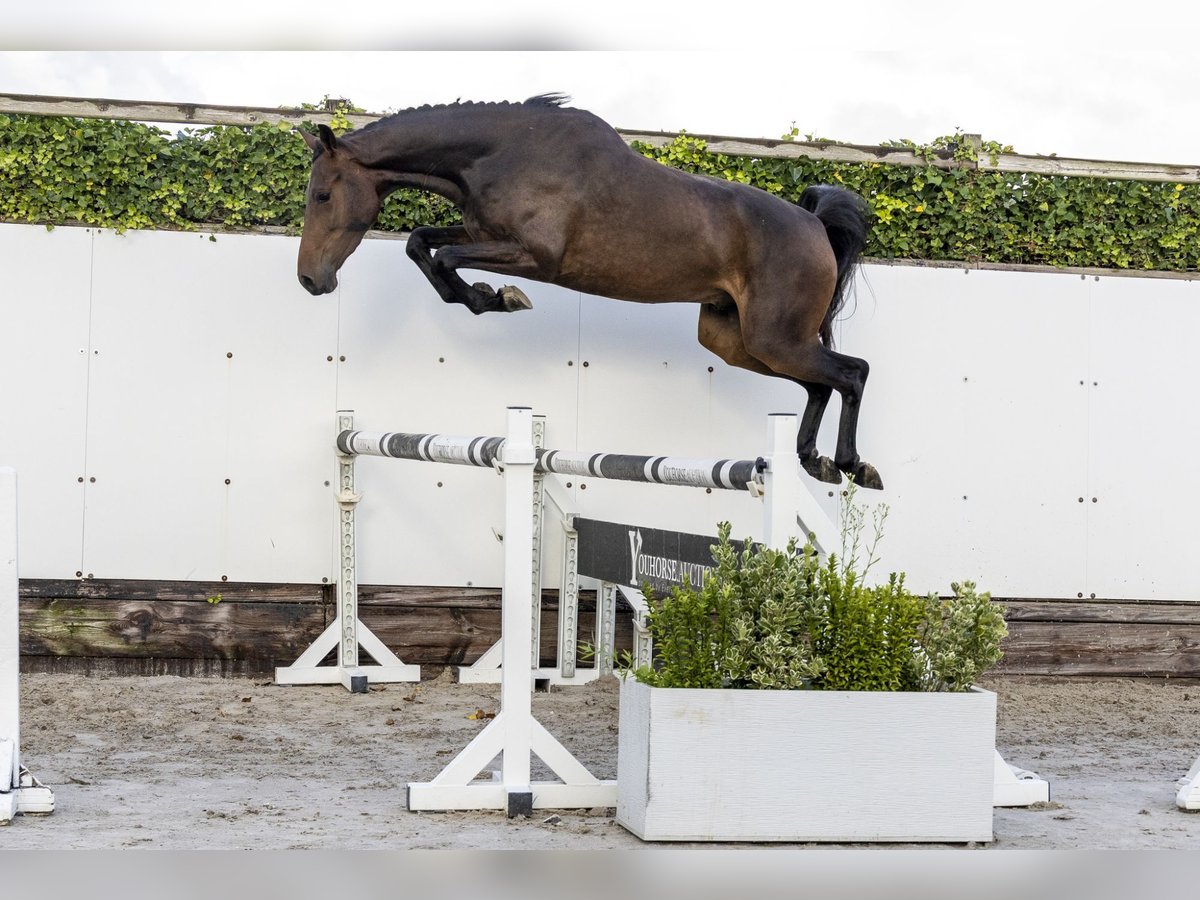 KWPN Ruin 3 Jaar 161 cm Donkerbruin in Waddinxveen