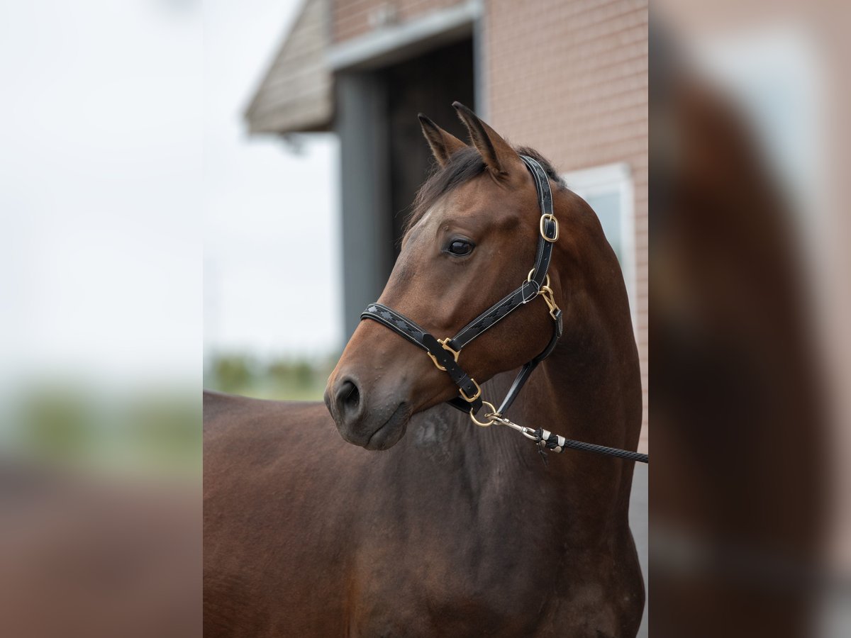 KWPN Ruin 3 Jaar 163 cm Donkerbruin in Werkendam