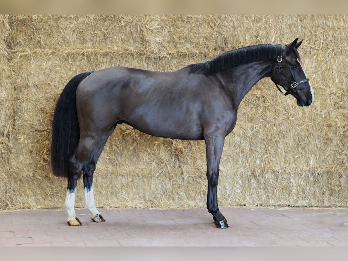 KWPN Ruin 3 Jaar 163 cm Zwart in Moergestel