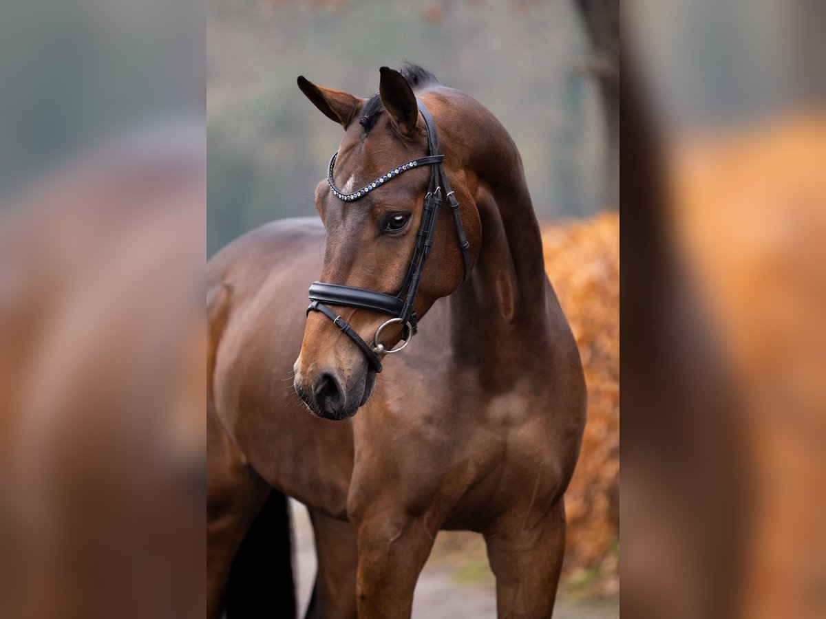 KWPN Ruin 3 Jaar 165 cm Bruin in Gieten